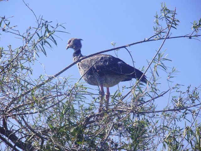 Foto Chajá