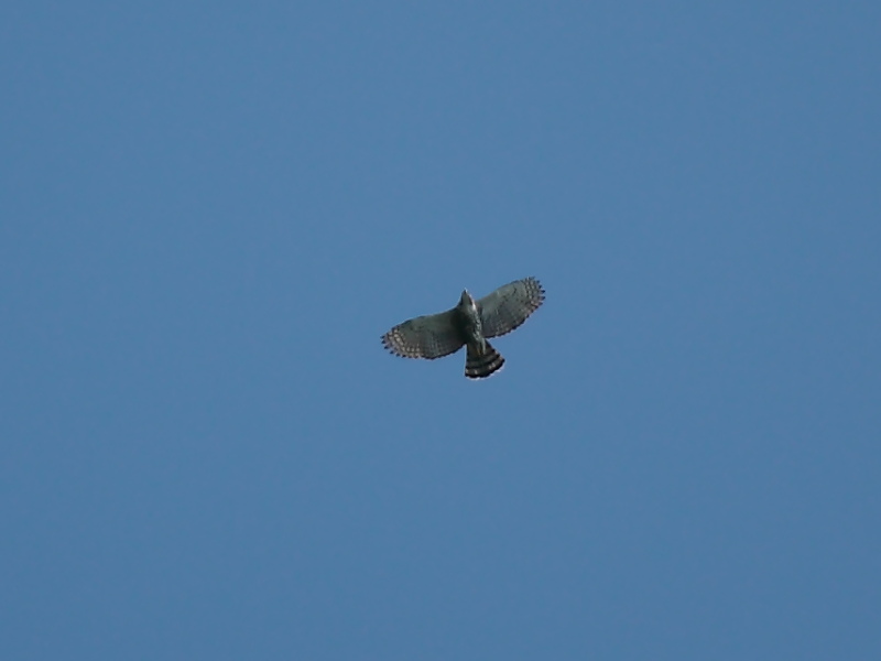 Foto Águila Crestuda Real