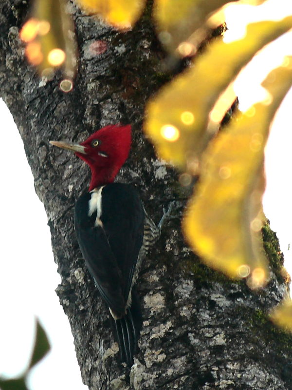 Foto Carpintero Grande