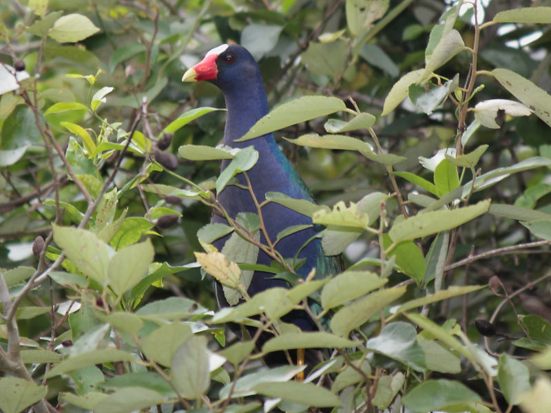 Foto Pollona Azul