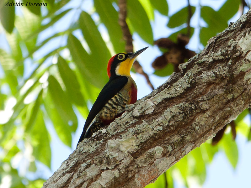 Foto Carpintero Arcoiris