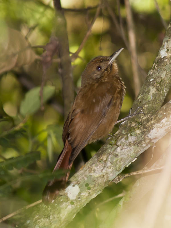 Foto Arapasú