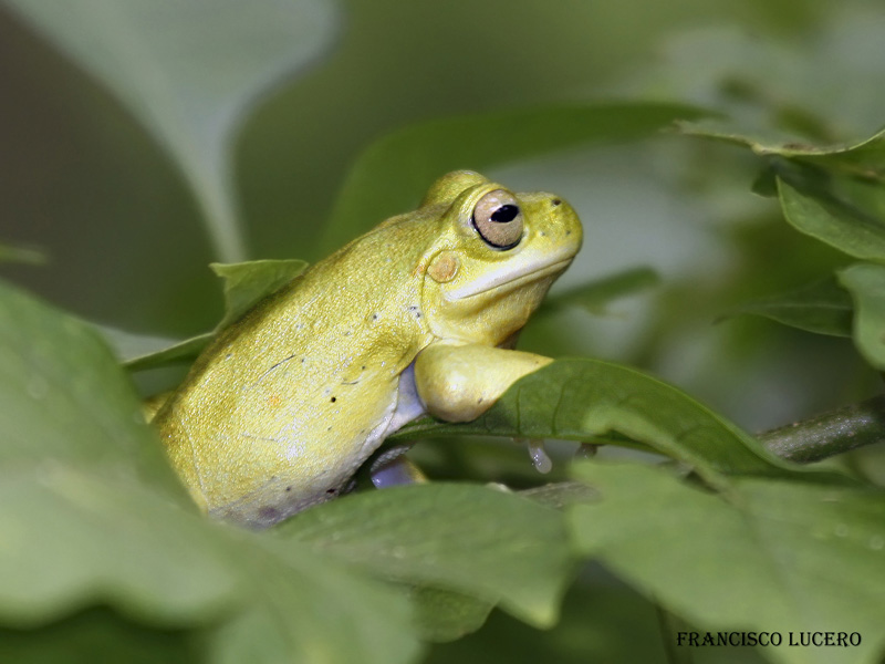 Foto Ranita Trepadora Riojana