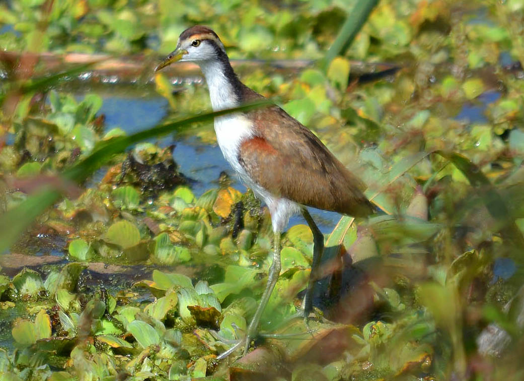 Photo Jacana