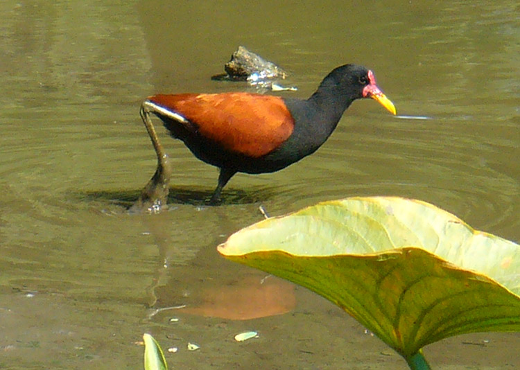 Foto Jacana