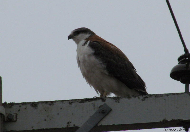 Foto Aguilucho Común