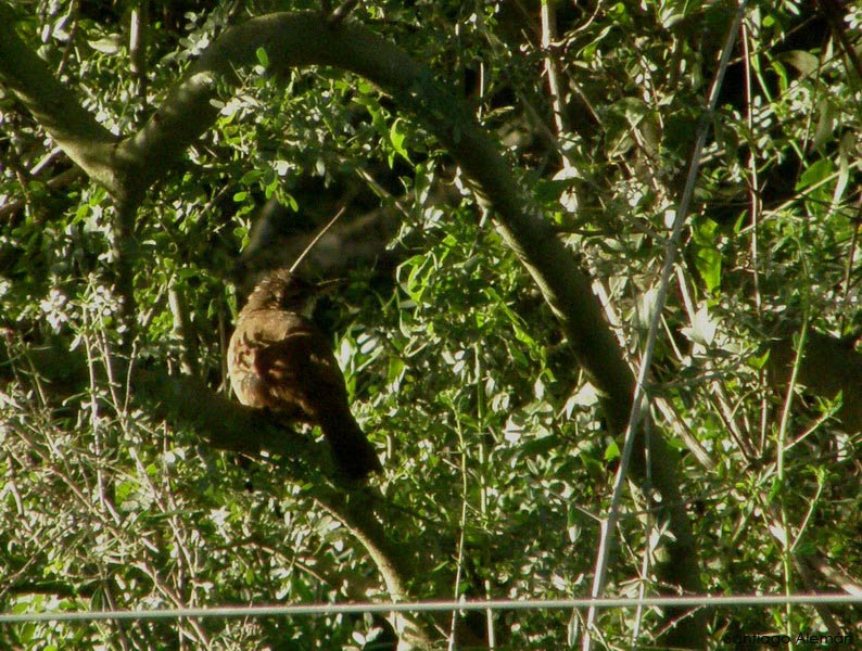 Foto Bandurrita Chaqueña