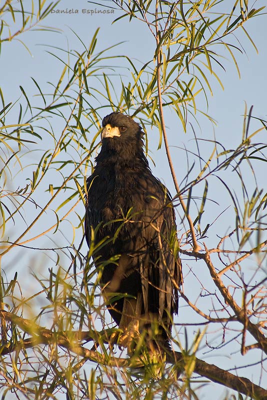 Foto Águila Negra