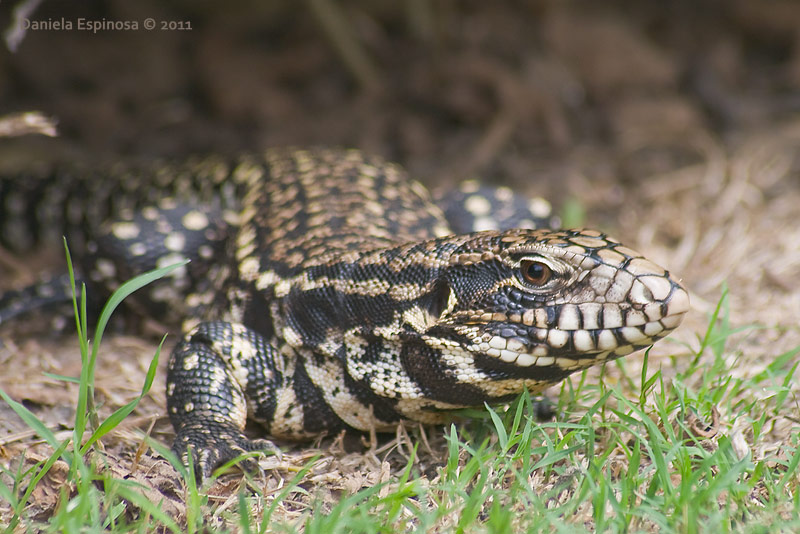Photo Lagarto Overo