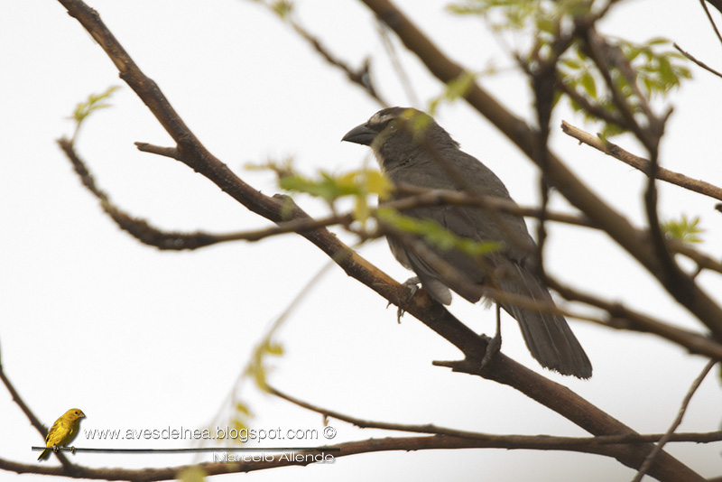 Foto Pepitero Gris