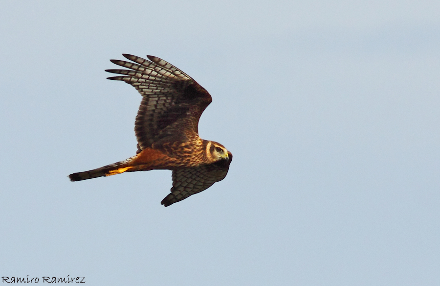 Foto Gavilán Planeador
