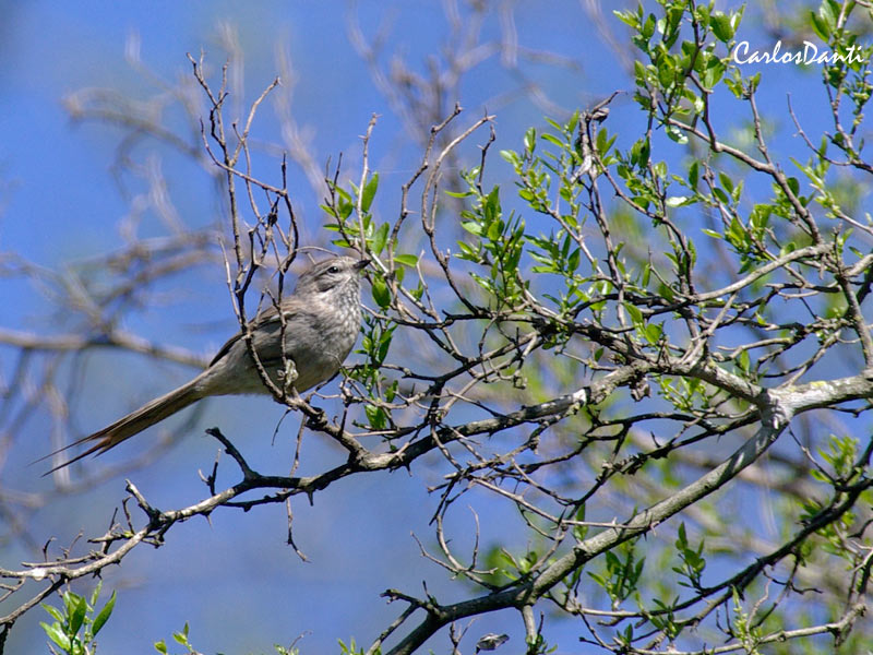 Foto Coludito Copetón