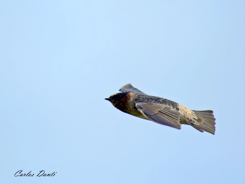 Photo Golondrina Rabadilla Canela