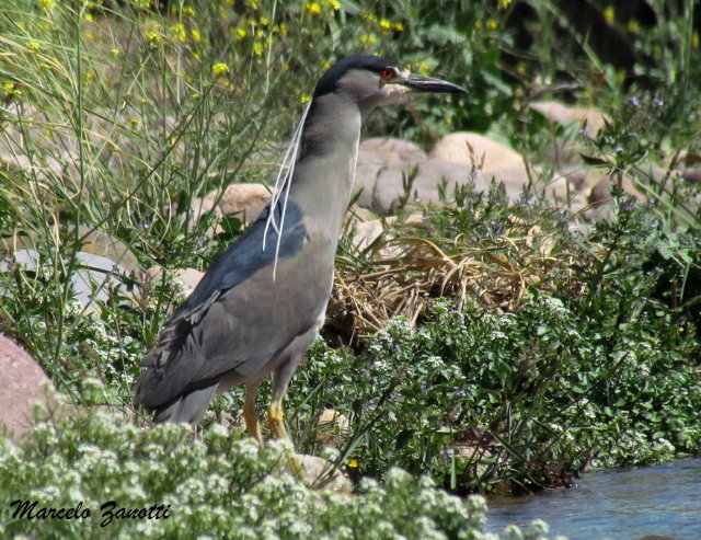 Foto Garza Bruja