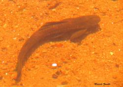  (Hypostomus cordovae)