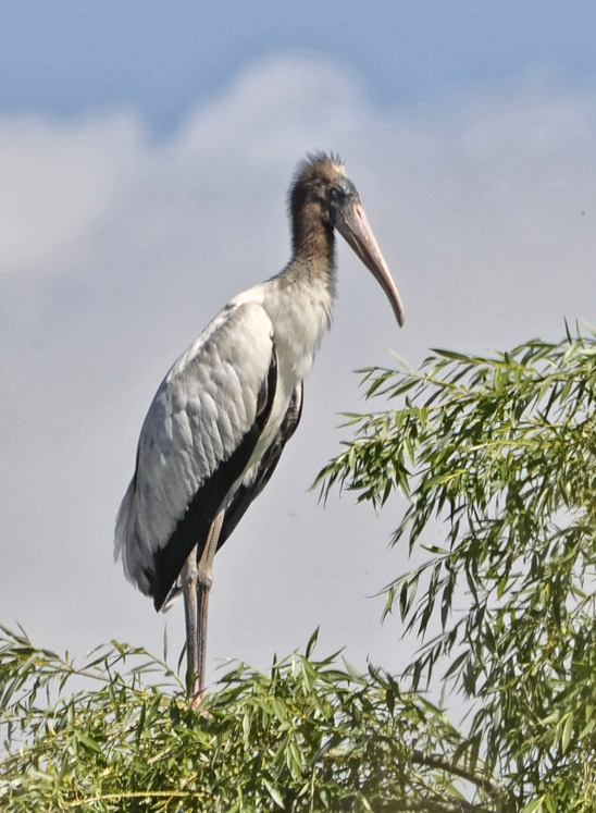 Photo Tuyuyú