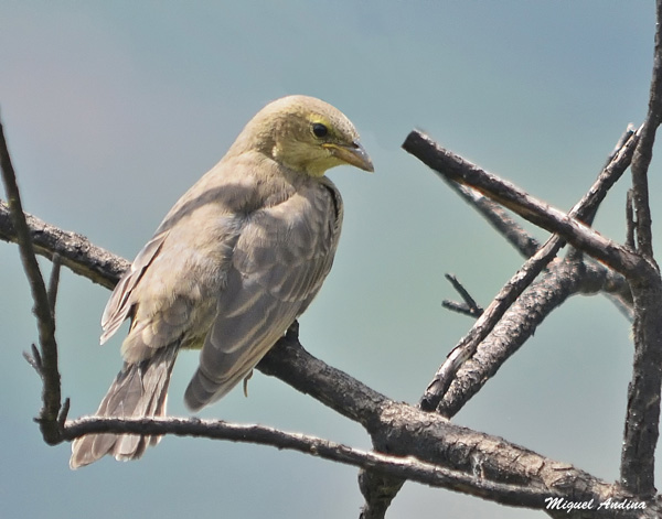 Foto Tordo Renegrido