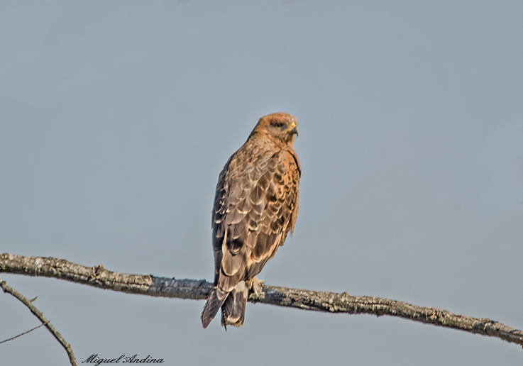 Foto Aguilucho Colorado