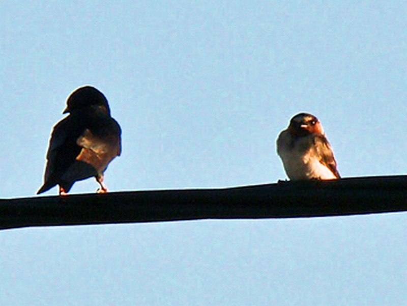 Foto Golondrina Rabadilla Canela