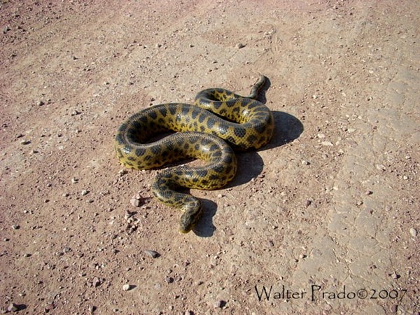 Foto Anaconda Amarilla
