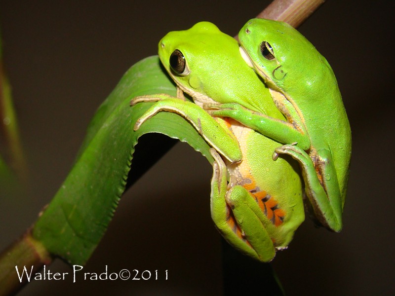 Foto Ranita Mono Chaqueña
