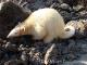 Southern Tamandua ()