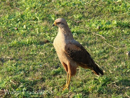 Foto Aguilucho Colorado