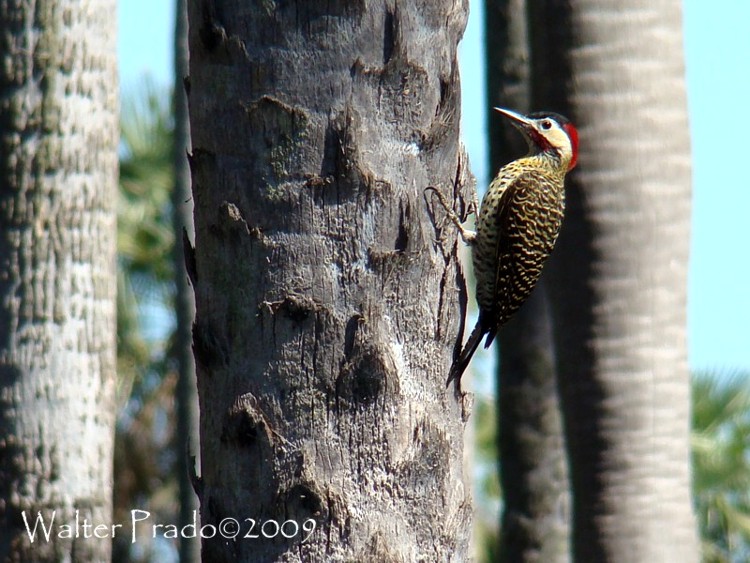 Foto Carpintero Real Común