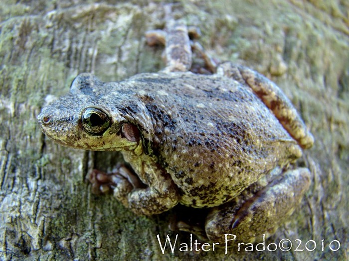Foto Ranita Hocicuda de Pecho Manchado