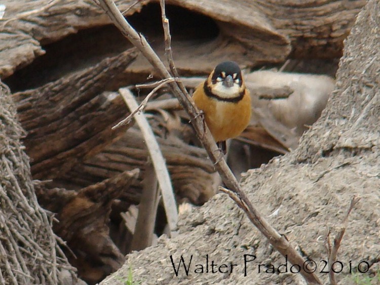 Foto Corbatita Dominó