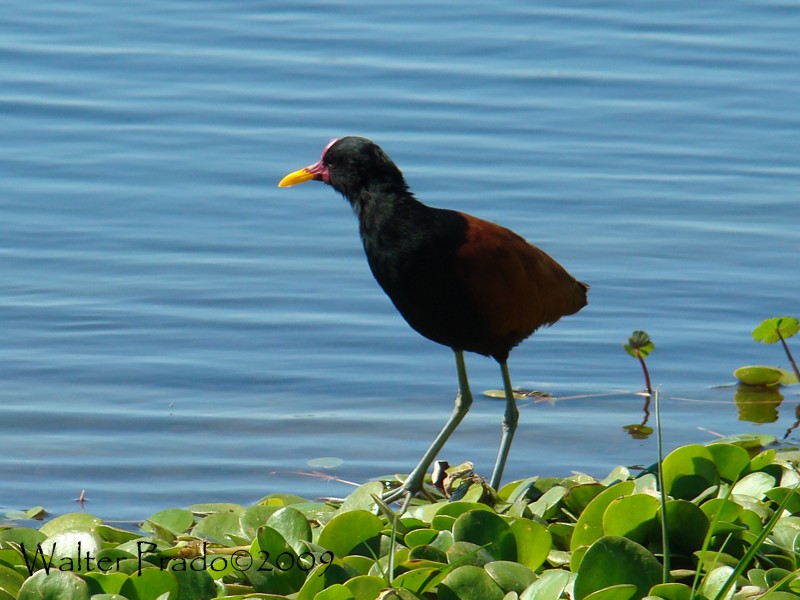 Photo Jacana