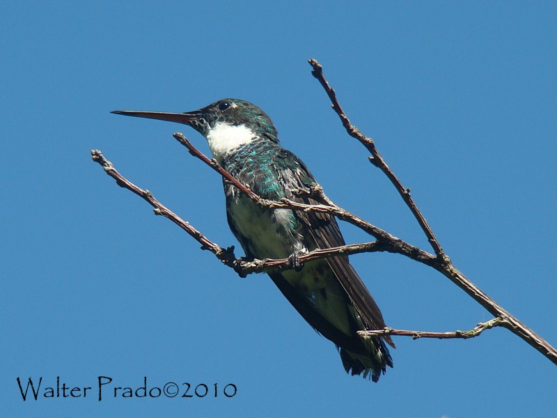 Photo Picaflor Garganta Blanca