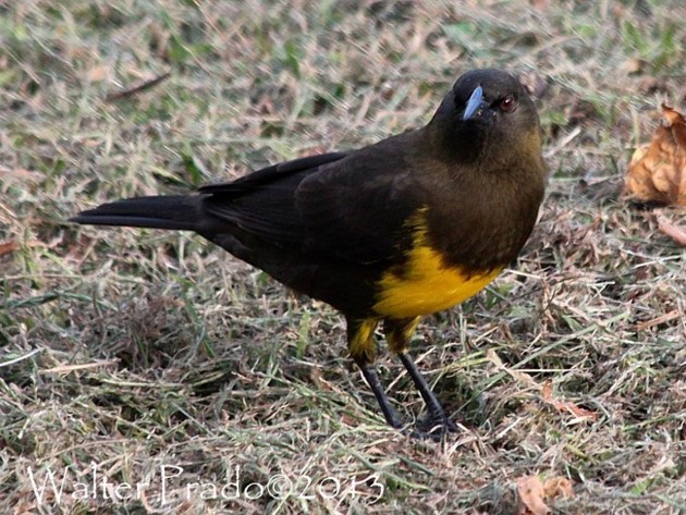 Foto Pecho Amarillo Común