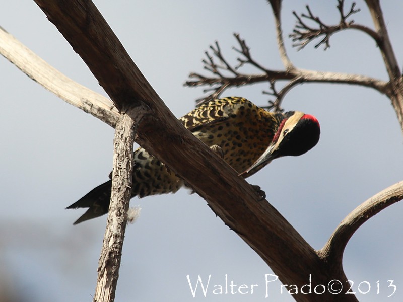 Foto Carpintero Real Común