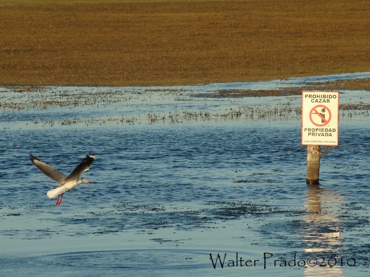 Foto Gaviota Capucho Gris