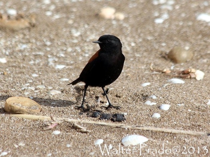 Foto Sobrepuesto Común