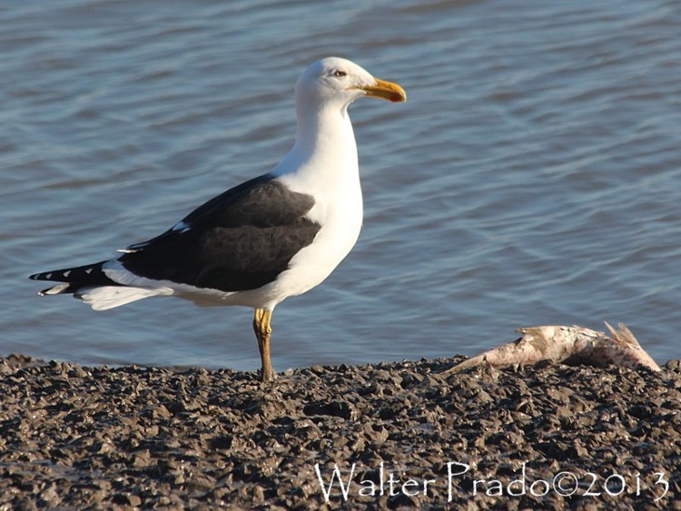 Foto Gaviota Cocinera