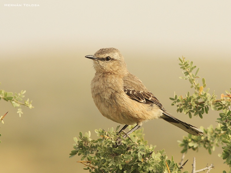 Photo Calandria Mora