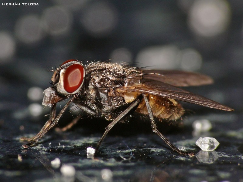 Foto Mosca Doméstica
