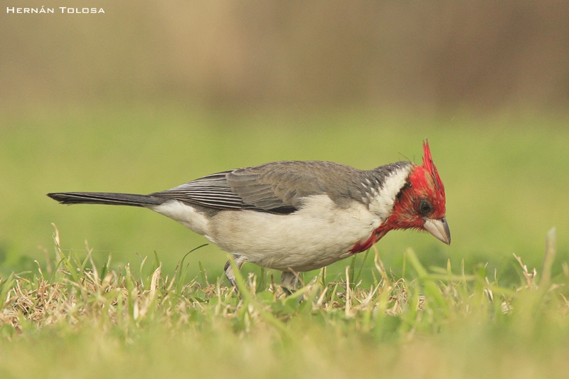 Foto Cardenal Común