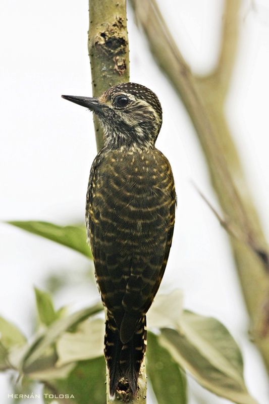 Photo Carpintero Oliva Manchado