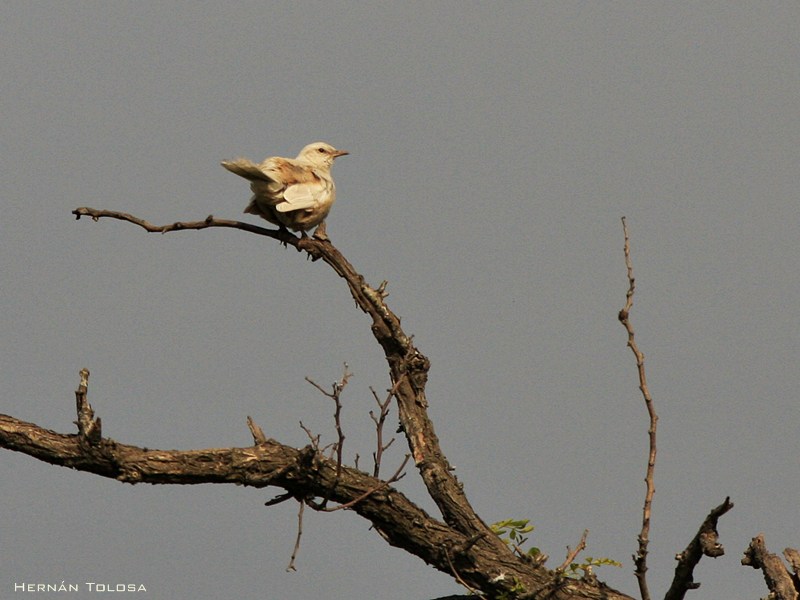 Foto Calandria Grande