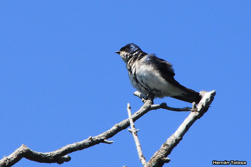 Foto Golondrina Patagónica