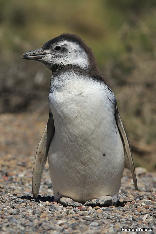 Foto Pingüino Patagónico