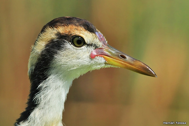 Foto Jacana
