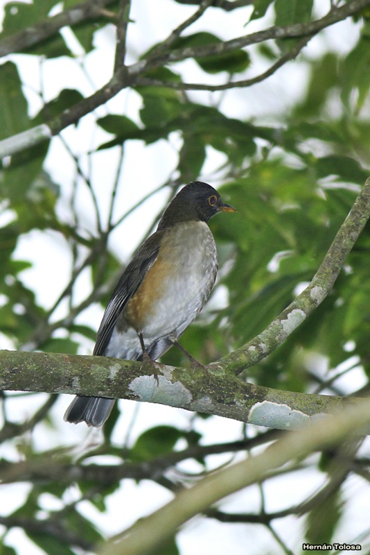 Foto Zorzal Collar Blanco