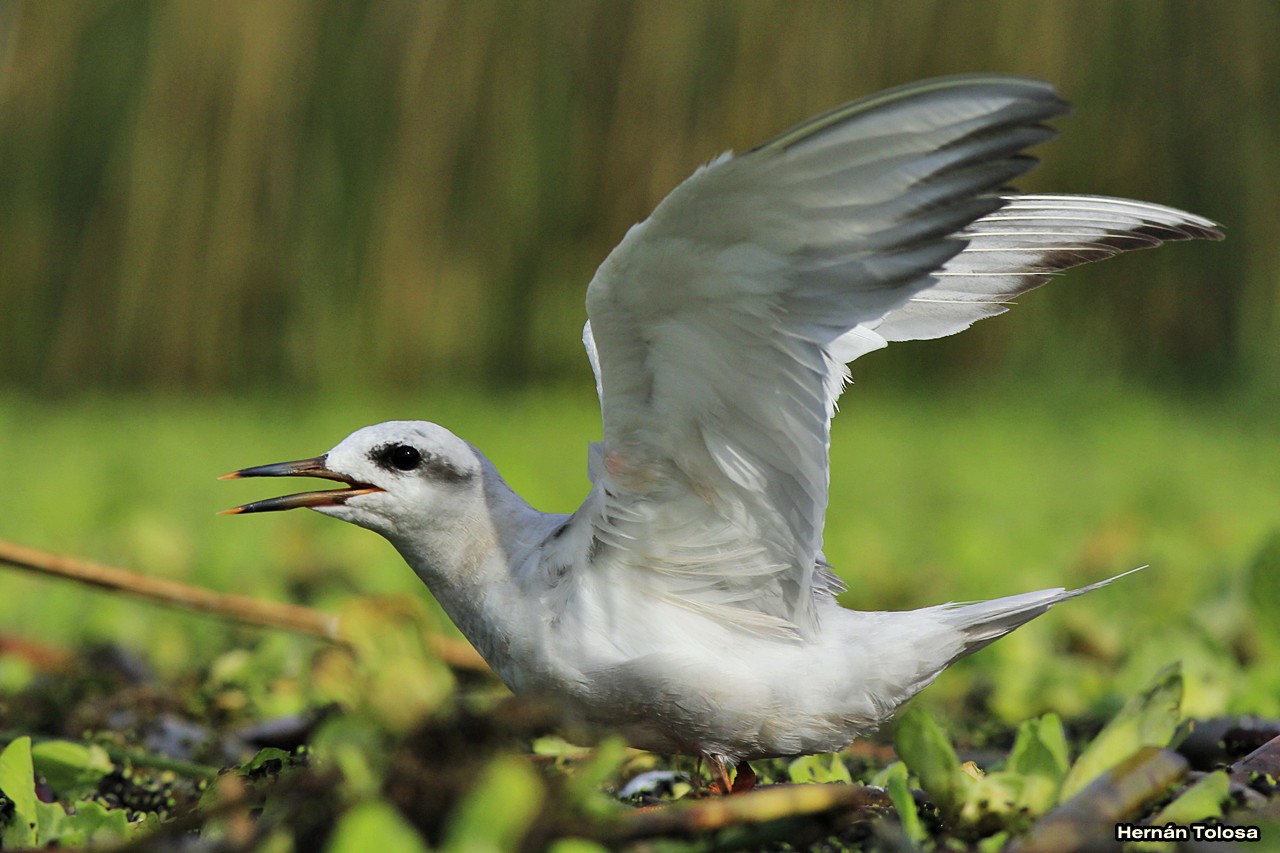 Foto Gaviotín Lagunero