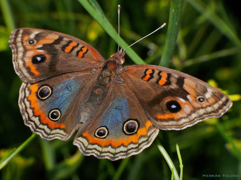 Foto Cuatro Ojos Común