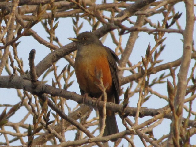 Photo Zorzal Colorado