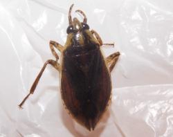 Giant Water Bug (Belostoma elegans)